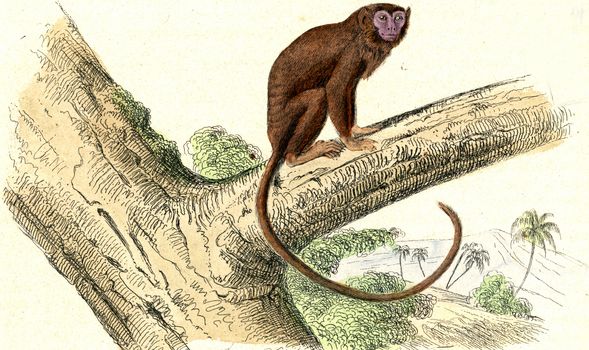 The Tamarin, vintage engraved illustration. From Buffon Complete Work.
