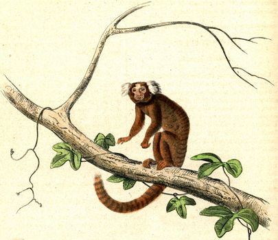 The Marmoset, vintage engraved illustration. From Buffon Complete Work.
