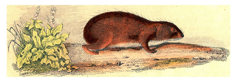 The Guinea Pig, vintage engraved illustration. From Buffon Complete Work.
