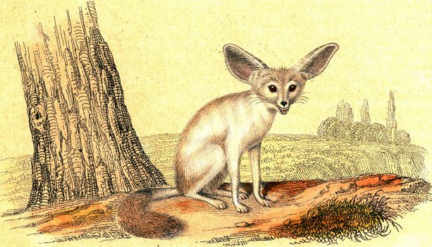 Fennec fox, vintage engraved illustration. From Buffon Complete Work.
