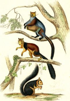 Taguan, The great squirrel of the coast of Malabar, The Squirrel of Madagascar, vintage engraved illustration. From Buffon Complete Work.
