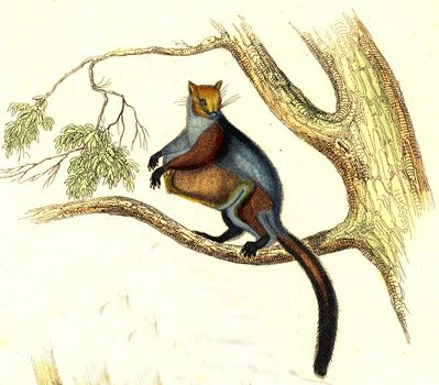 Taguan, The great squirrel of the coast of Malabar, vintage engraved illustration. From Buffon Complete Work.
