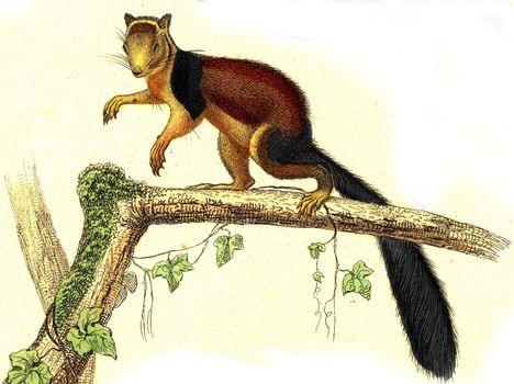 The great squirrel of the coast of Malabar, vintage engraved illustration. From Buffon Complete Work.
