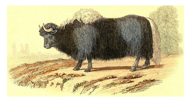 The cow of tartary, vintage engraved illustration. From Buffon Complete Work.
