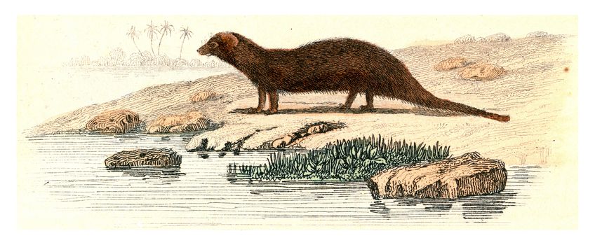 Mongoose, vintage engraved illustration. From Buffon Complete Work.
