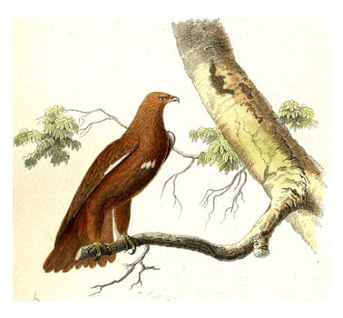 The Little Eagle or Eagle Criard, vintage engraved illustration. From Buffon Complete Work.
