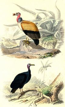 The king vultures, Vultures, vintage engraved illustration. From Buffon Complete Work.
