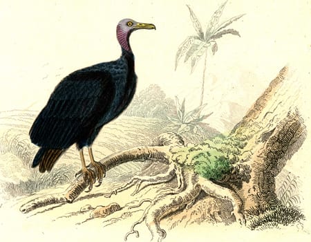 Vultures, vintage engraved illustration. From Buffon Complete Work.
