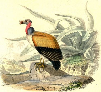 King vulture, vintage engraved illustration. From Buffon Complete Work.

