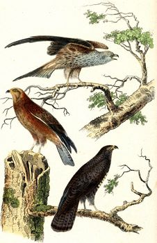 Milan, honey, buzzard, vintage engraved illustration. From Buffon Complete Work.
