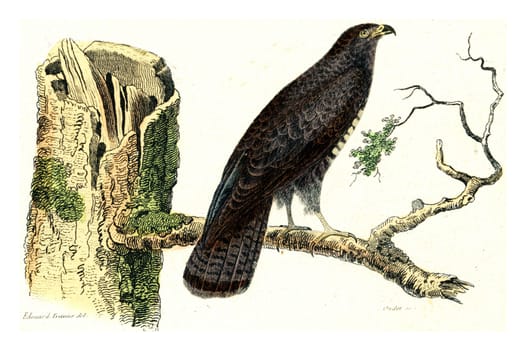 The Buzzard, vintage engraved illustration. From Buffon Complete Work.
