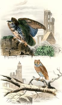 The Grand Duke, The scops, vintage engraved illustration. From Buffon Complete Work.
