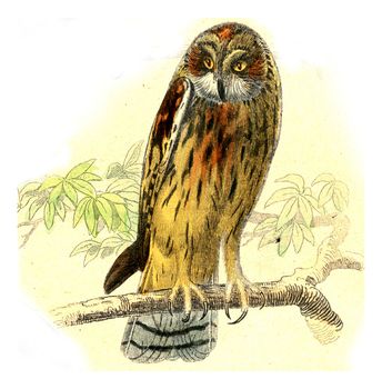 The owl, vintage engraved illustration. From Buffon Complete Work.
