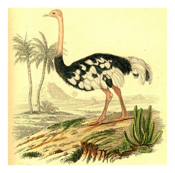 Ostrich, vintage engraved illustration. From Buffon Complete Work.

