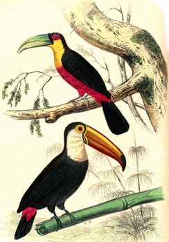 The Toucan has a red belly, The Toucan, vintage engraved illustration. From Buffon Complete Work.
