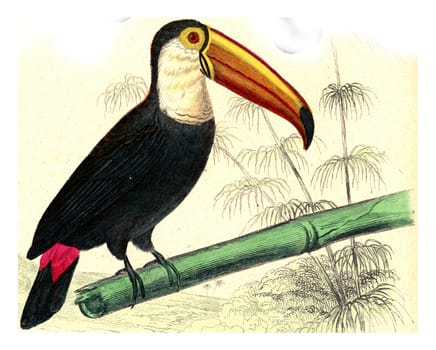 The Toucan, vintage engraved illustration. From Buffon Complete Work.
