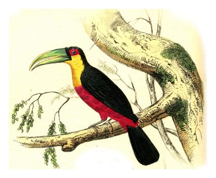 The Toucan has a red belly, vintage engraved illustration. From Buffon Complete Work.
