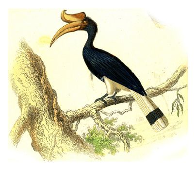 Rhinoceros hornbill, vintage engraved illustration. From Buffon Complete Work.
