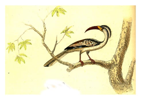 Hornbill, vintage engraved illustration. From Buffon Complete Work.
