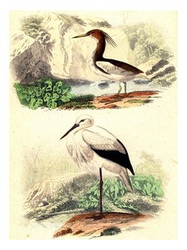 Crabier of mahon, The stork, vintage engraved illustration. From Buffon Complete Work.
