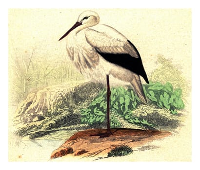 The stork, vintage engraved illustration. From Buffon Complete Work.
