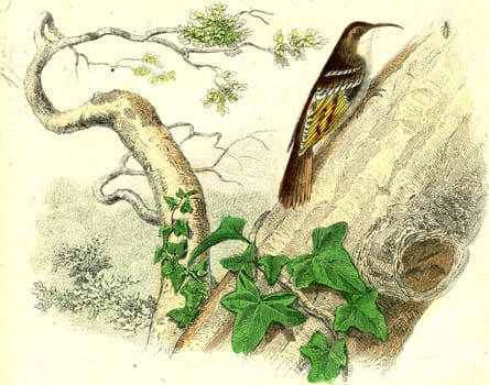 Treecreeper, vintage engraved illustration. From Buffon Complete Work.
