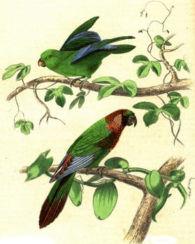 Parakeet, Parakeet with varied throat, vintage engraved illustration. From Buffon Complete Work.

