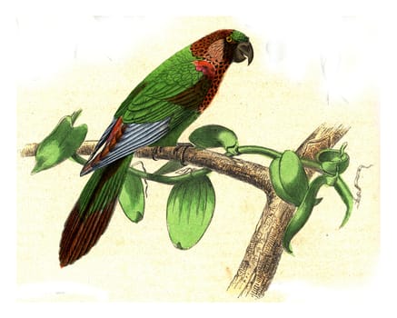 Parakeet with varied throat, vintage engraved illustration. From Buffon Complete Work.
