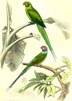 The parakeet has pink collar, The budded parakeet, vintage engraved illustration. From Buffon Complete Work.
