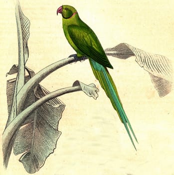 The parakeet has pink collar, vintage engraved illustration. From Buffon Complete Work.
