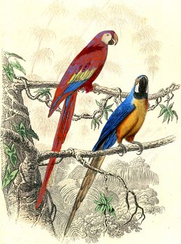 The red macaw, The blue macaw, vintage engraved illustration. From Buffon Complete Work.
										
