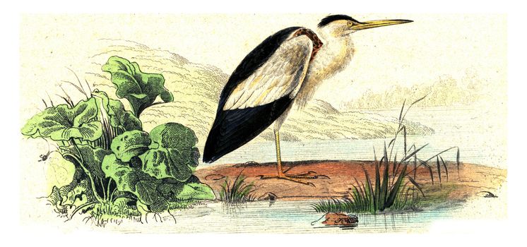 The bittern, vintage engraved illustration. From Buffon Complete Work.

