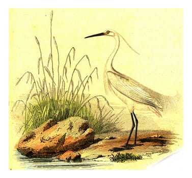 The Egret, vintage engraved illustration. From Buffon Complete Work.
