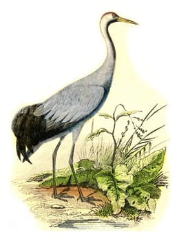 The Crane, vintage engraved illustration. From Buffon Complete Work.
