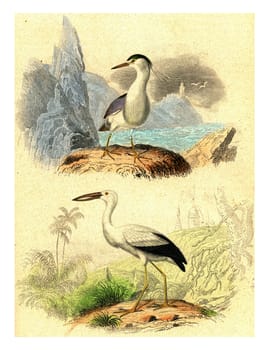 The Night Heron, The open beak, vintage engraved illustration. From Buffon Complete Work.
