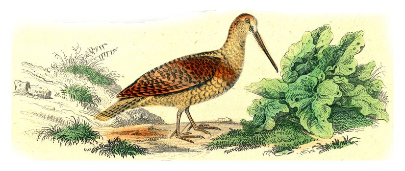 Woodcock, vintage engraved illustration. From Buffon Complete Work.
