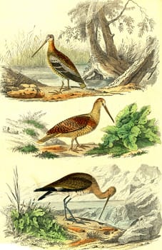 Snipe, The woodcock, The barge, vintage engraved illustration. From Buffon Complete Work.
