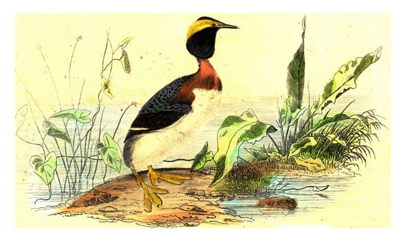 Slavonian grebe, vintage engraved illustration. From Buffon Complete Work.
