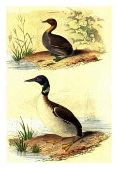 The grebe, Great diving, vintage engraved illustration. From Buffon Complete Work.
