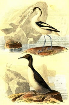 Avocet, Guillemot, vintage engraved illustration. From Buffon Complete Work.
