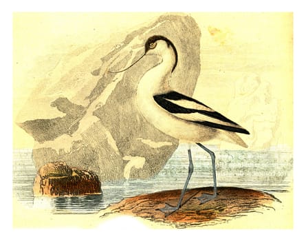 Avocet, vintage engraved illustration. From Buffon Complete Work.
