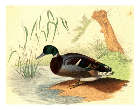 The Wild Duck, vintage engraved illustration. From Buffon Complete Work.
