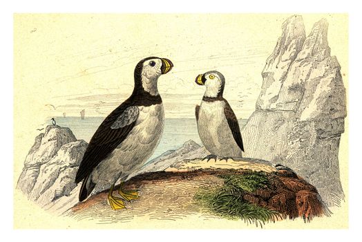 Puffins, vintage engraved illustration. From Buffon Complete Work.
