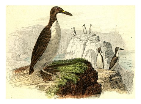 Great penguin, vintage engraved illustration. From Buffon Complete Work.
