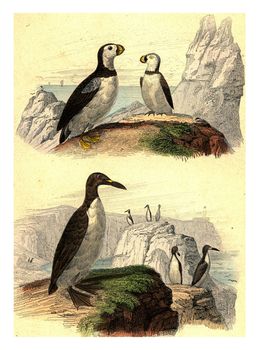 Puffins, Great penguin, vintage engraved illustration. From Buffon Complete Work.
