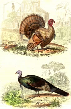 Turkey, Wild turkey, vintage engraved illustration. From Buffon Complete Work.
