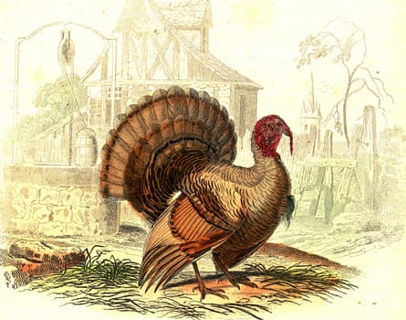 Turkey, vintage engraved illustration. From Buffon Complete Work.

