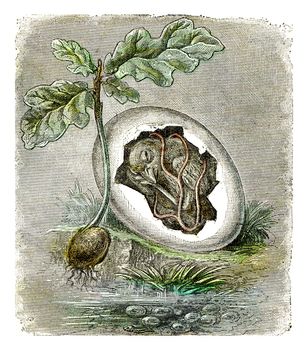 First state of organized beings, The egg and the seed, vintage engraved illustration.
