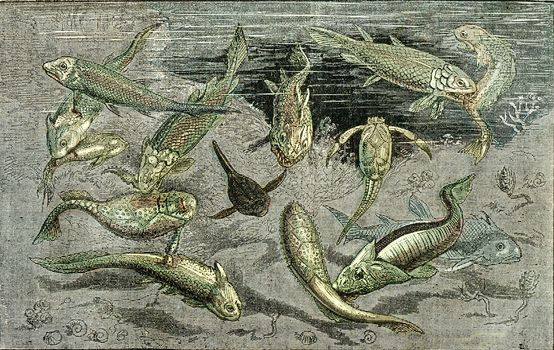 The struggle for existence in Devonian times, vintage engraved illustration. From Natural Creation and Living Beings.
