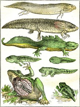 Transition from fish to amphibians, vintage engraved illustration. From Natural Creation and Living Beings.
